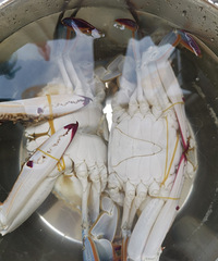 梭子蟹豆腐煲,豆腐又香又嫩又鲜,汤很鲜美