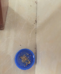 ��ҩ�о��ȶ�������ɵ�ҩǿ����