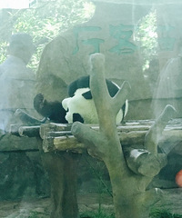 半日游宁波雅戈尔动物园,虽然不大还是需要张园区导图