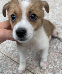 三个月混血田园公犬找领养主人