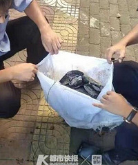惊险!百余条河豚被路人捡走,所幸民警及时寻回