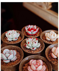 ���������Ŷ���