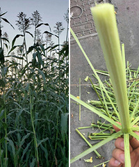 ���ǵ�Сʱ��׽������ǹ���