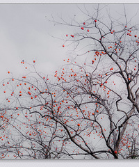 Laohu�Ӿ�������ǧ�ƺ�ʤ��