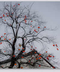 Laohu�Ӿ�������ǧ�ƺ�ʤ��