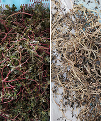 �����Ȼ�����ɹ�ɸɣ������ų�