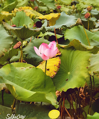 ����������