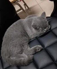 小猫已找到