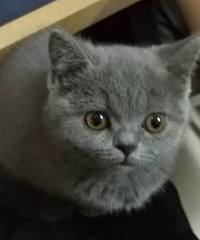 小猫已找到