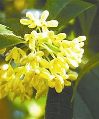 ̨�������͹𻨣�̨�ݿ��𻨵ĵط��Ƽ�