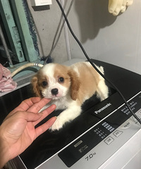 有柴犬、查理王犬
