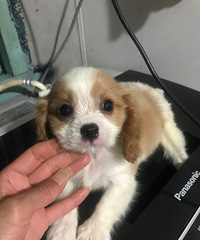 有柴犬、查理王犬