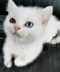 �����۵�Сè��