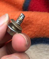 �����ھӣ���˿����̥