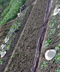 ��Ȥ��ñ�Ӹ�������