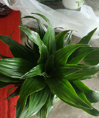 �����붩��ϰ�ס�