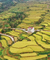 ��̨ӾϪ����