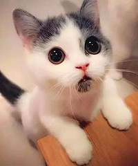 ��������Ұ������ر�õ������н��ܸ�������