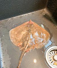 �ϰ�����÷�ɲˣ�������⿷�����̨���غ����յ��