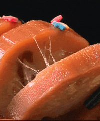 ���۸��᡿�߿�ź�;ſ�ź��������ʲô��