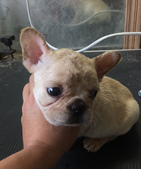 �����ã�Сţ������һ��