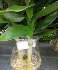 �������ġ�ˮ��ֲ��