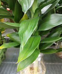 �������ġ�ˮ��ֲ��