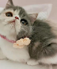 �����ӷ�è����������