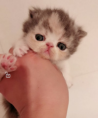 �����ӷ�è����������