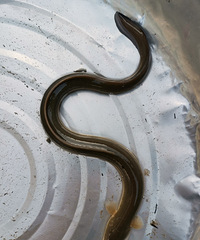 �������ġ��������һ��������Ұ������