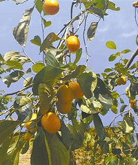 ��ĩȥ�⼸����ׯ����������ζ