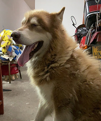 ������������˹���߶���������