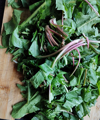 �ѹ�Ӣ����