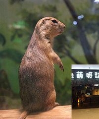 ��С����������԰�棬���Ǳ�С���Χ��