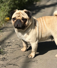 Ѱ�� Missing Pug��