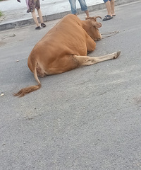 �������ġ��ϻ�ţ�۵���������ſ���˵���