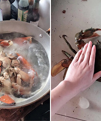 ��з���˽�һ�£�һֻ�з�պ�һ��