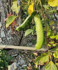 �������ġ���޶��ܳ���