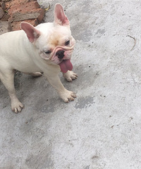 多犬种对外借配