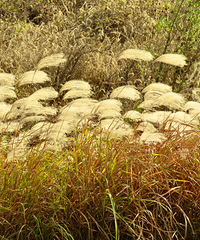 ���������У����Ǳ���������֪��«���ݵ���������