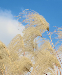 ���Ǳ���������֪��«���ݵ���������