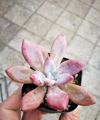 雨后多肉