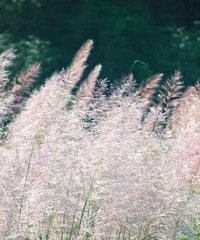 ̨���⼸Ƭ������«έ�������綬���ͣ�