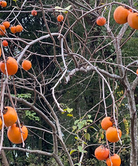 ���۸��᡿�ò��ðѡ������ɡ�������?