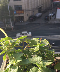 食用香草长的还可以