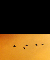 92�꽷��GG175�Ը��ºͣ�����ˬ��Ů��