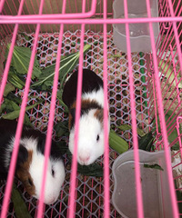 ��ֻС�������ˣ�·�ţ�