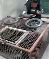 ��������ѧ��ת����9��Ůͯ����Ȯ�˵�������������