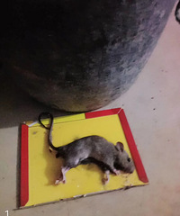 ���۸��᡿Сʤ���ǣ���ʤ���£���仰�е�����