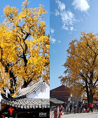 һ·���ϣ����ܡ����Ǿ����ƽ�ס�